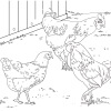 Chickens And Rooster Coloring